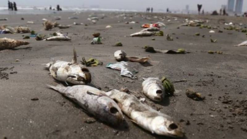 کراچی کے ساحل پر بڑی تعداد میں مردہ مچھلیاں آگئیں