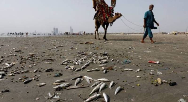کراچی کے ساحل پر بڑی تعداد میں مردہ مچھلیاں آگئیں