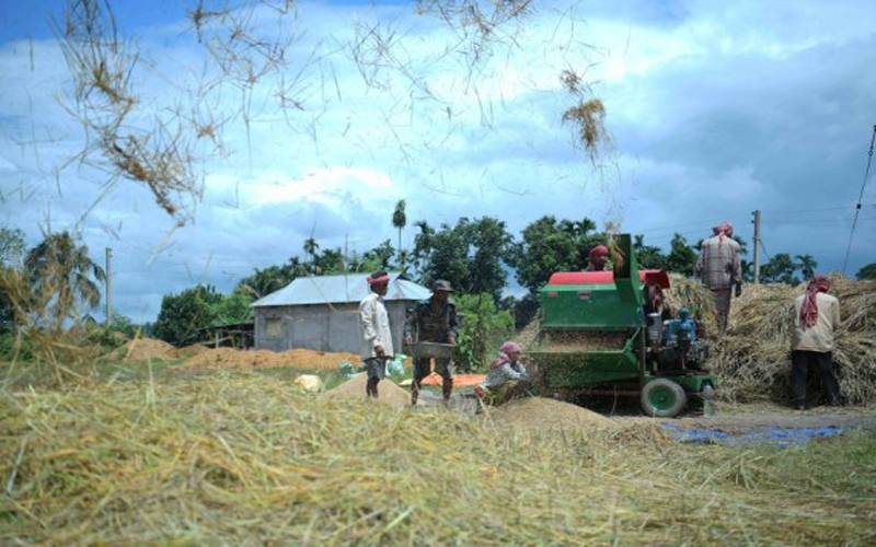  شمال مشرقی ریاست تری پورا میں کسان چاول کی فصل کی کٹائی میں مصروف 