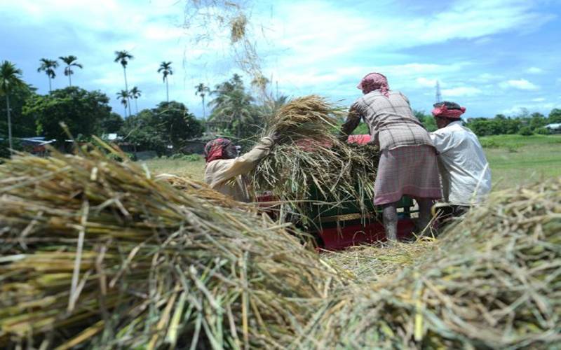  شمال مشرقی ریاست تری پورا میں کسان چاول کی فصل کی کٹائی میں مصروف 