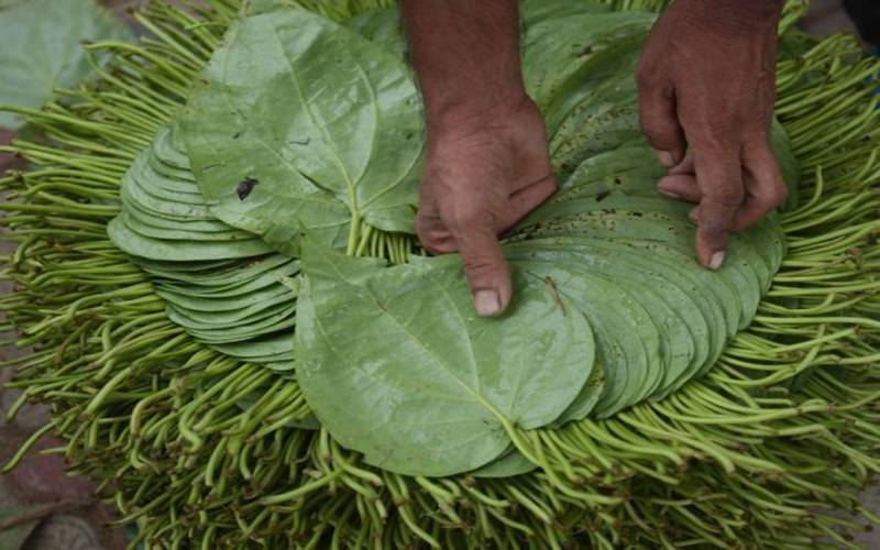 بھارتی ریاست تریپورہ میں لوگ پان کے پتوں کی خریدو فروخت میں مصروف