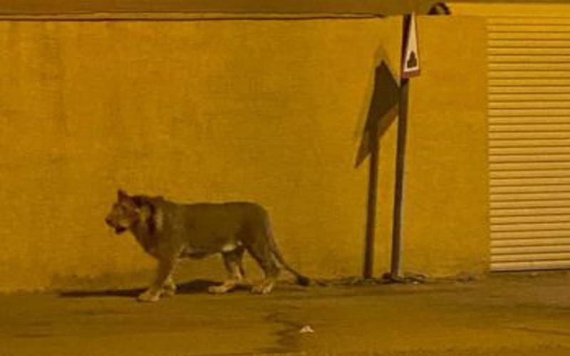 سعودی عرب کے شہر ریاض کی سڑک پر شیر نکل آیا۔