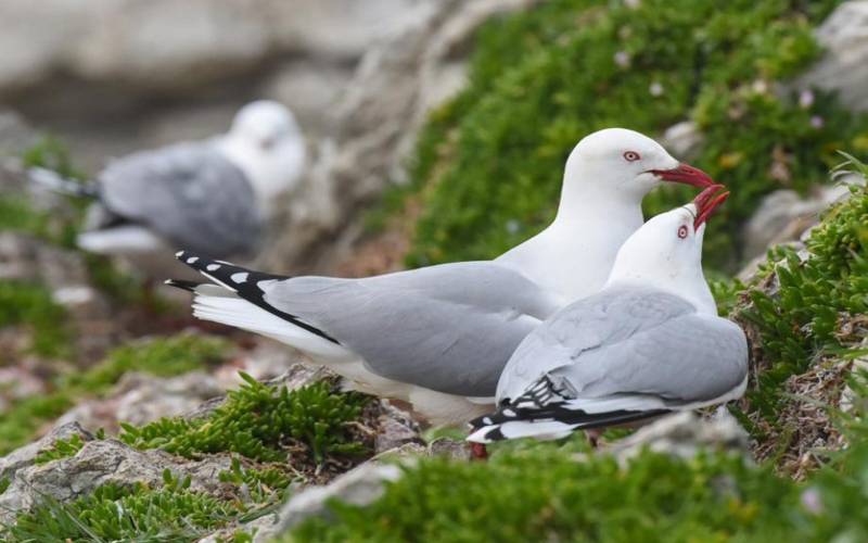 نیوزی لینڈ میں پرندوں کی کالونی سرخ چونچ والے پرندوں سے بھر گئی
