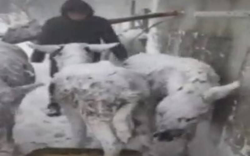 ترکی میں برف باری سے حیوانات بھی جم گئے۔ویڈیوز وائرل