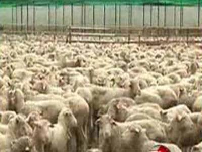 حکومت سندھ نے بحرین سے لائی گئی بیمار بھیڑوں کی تلفی کا کام شروع کردیا ہے جبکہ کمشنر کراچی نے تین روز میں عمل مکمل کرنے کی ہدایت کی ہے۔