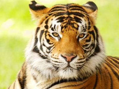 Bengal tiger dies of 'kidney failure' at Karachi zoo