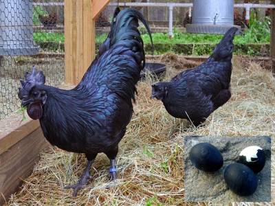 مرغیوں کی کالی سیاہ نایاب نسل انڈونیشیا اورتھائی لینڈ میں