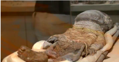 چلی نے دنیا کی سب سے قدیم mummies کے حفاظت کے لئے مدد مانگ لی