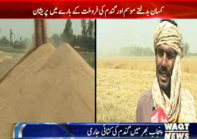  پنجاب بھر میں گندم کی کٹائی جاری 