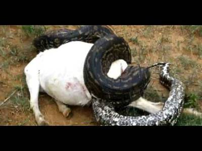  امریکی ریاست فلوریڈا میں ایک شخص نے اپنی بکری کھانے والے سانپ کو گولیوں سے چھلنی کر ڈالا