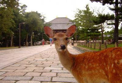 جاپان نے نارا شہر میں ہرن کے شکار کی اجازت دیدی۔