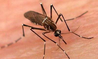 خیبرپختونخوا میں ڈینگی مچھر بے قابو ہو گیا,ایک سو ساٹھ مریض مختلف ہسپتالوں میں زیر علاج 