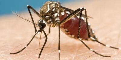 پاکستان سمیت دنیا بھر میں آج مچھروں سے بچاؤ کا عالمی دن منایا جارہا ہے