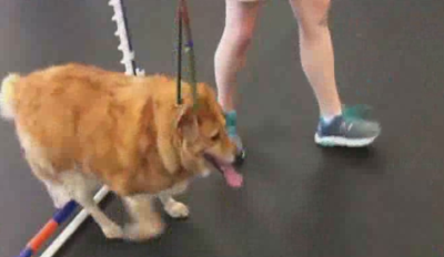 امریکا میں موٹاپے کےشکار پالتو کتے نے چھبیس پاؤنڈ وزن کم کرلیا 
