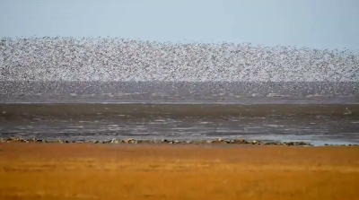 A view of massive flocks of migratory birds flying in China