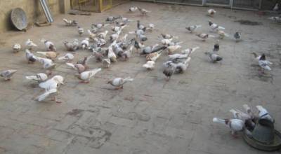 شہر لاہور میں جنگلی کبوتروں کی تعداد میں غیرمعمولی اضافہ،