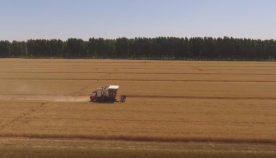 A Chinese farmer's lifelong pursuit of hybrid wheat