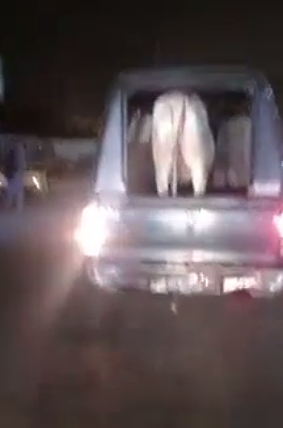 ویڈیو میں دیکھا جاسکتا ہے ہے پولیس موبائل میں گائے کو لے جایا جارہا ہے