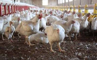 لاہور:برائلر مرغی کے گوشت اور فارمی انڈوں کی قیمت میں کمی