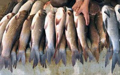گذشتہ مالی سال کے دوران مچھلی اور اس کی مصنوعات کی برآمدات میں 14.5 فیصد اضافہ ہوا۔