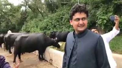 PM House buffaloes auctioned as 'austerity' drive continues
