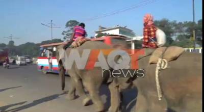 Elephants made roam in Dhaka busy streets for money