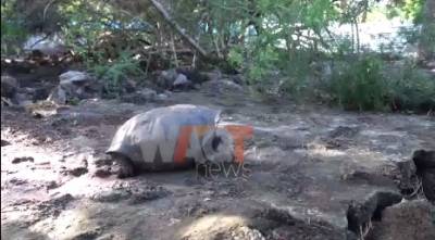 Extinct giant tortoise rediscovered in Galapagos Islands