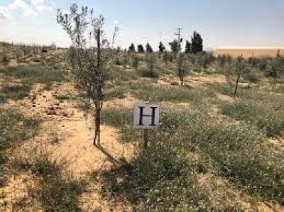 اسرائیلی فوج نے زیتون کے 300پھل دار پودے تلف کرد یئے