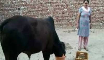 بھارتی شہری کو بیل کے گوبر سے سونا ملنے کی امید