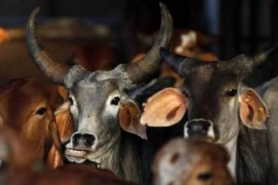 بھارتیہ جنتا پارٹی نے ممبئی میں گائے کی مردم شماری کی تجویز پیش کر دی۔