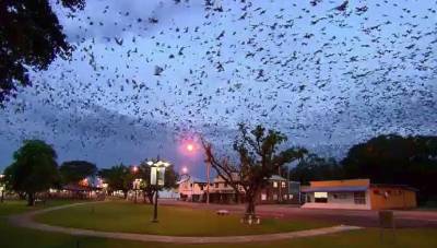 آسٹریلیا قصبے پر ہزاروں چمگادڑوں کی یلغار، رہائشی پریشان