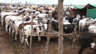 ایشیا کی سب سے بڑی مویشی منڈی کی تیاریاں مکمل، بیوپاری جانوروں کے ہمراہ کراچی پہنچ گئے