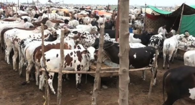 کورونا کا خطرہ: بڑے شہروں کے اندر مویشی منڈی نہ لگانے کا فیصلہ