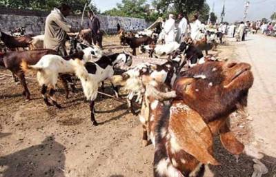 فیصل آباد میں مویشی منڈیاں سجنا شروع، بیوپاری جانور فروخت کرنے کی باضابطہ اجازت کے منتظر