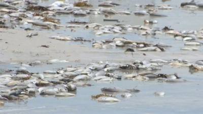 سی ویو کے ساحل پر مردہ مچھلیوں کی بھرمار