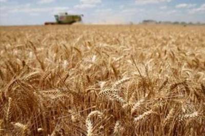 گندم کی فی من قیمت 2ہزار روپے مقرر