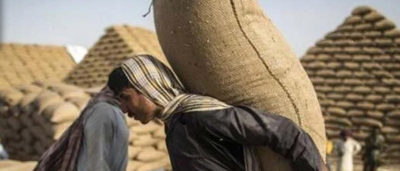 گندم کی امدادی قیمت 1650 روپے فی من مقرر