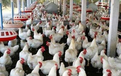 عید الاضحی کی آمد،مرغی کے گوشت کی قیمت میں کمی 