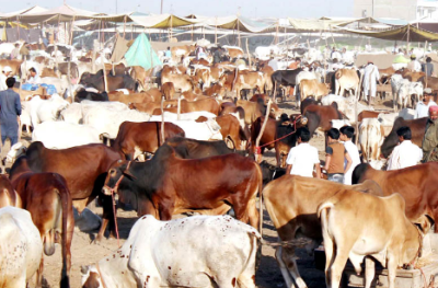 عید قرباں قریب آتے ہی مویشی منڈیوں میں رش