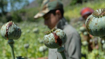 طالبان کی افغانستان میں پوست کی کاشت پر پابندی، افیون کی قیمت آسمان پر پہنچ گئی