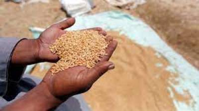 گندم کے کاشت کاروں کے لئے خوشخبری: محکمہ زراعت پنجاب نے طریقہ کاروضع کردیا۔
