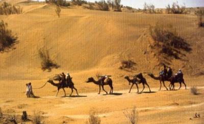 صحرائے چولستان میں 35 سے زائد مویشی پر اسرار طور پر ہلاک