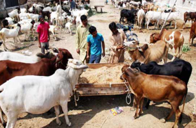 بلدیہ عظمیٰ لاہور کا مویشی منڈیوں میں بیوپاریوں پر ٹیکس لگانے کا فیصلہ
