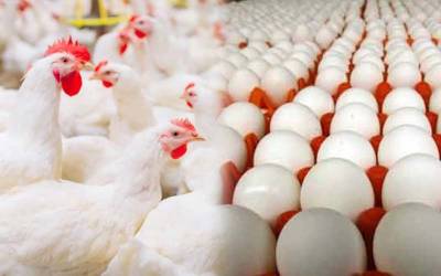 شدید گرمی کے باوجود فارمی انڈوں کی قیمت 303 روپے فی درجن ہوگئے۔
