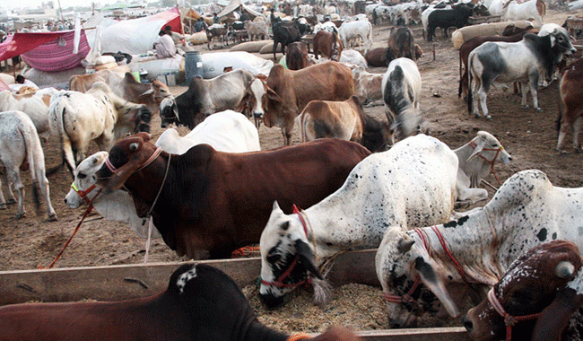 Business begins at Karachi cattle market.